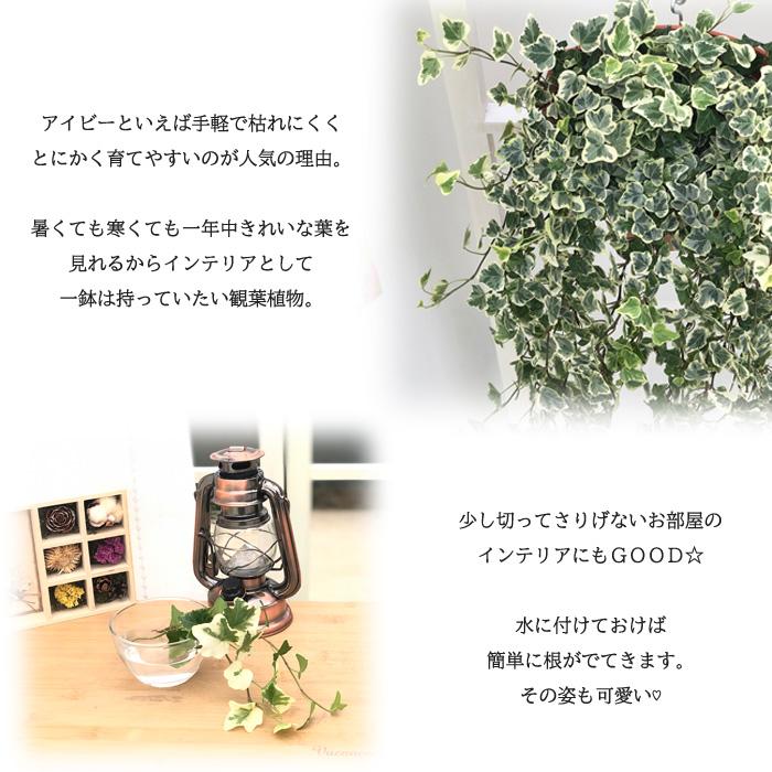 ハンギング アイビー ホワイトバリエガータ 6号鉢 壁掛け 送料無料 観葉植物 苗 インテリア おしゃれ ヘデラ Z フラワーネット日本花キ流通 通販 Yahoo ショッピング