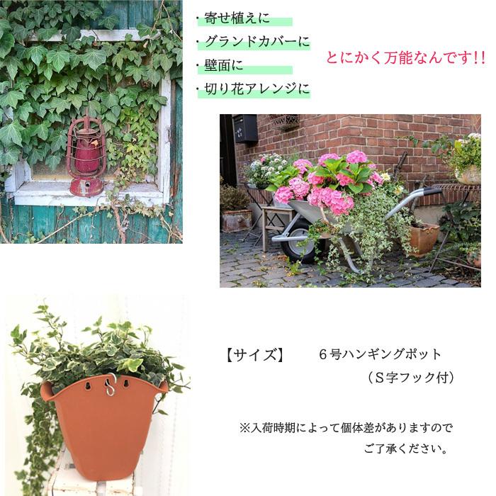 ハンギング アイビー ゴールデンチャイルド 6号鉢 壁掛け 送料無料 観葉植物 苗 インテリア おしゃれ ヘデラ Z フラワーネット日本花キ流通 通販 Yahoo ショッピング