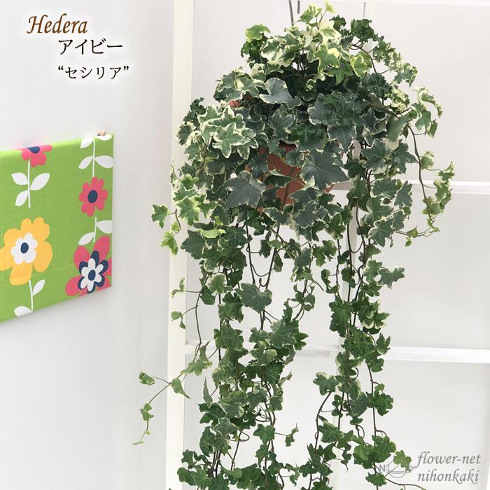 ハンギング アイビー セシリア 6号鉢 壁掛け 送料無料 観葉植物 苗 インテリア おしゃれ ヘデラ Z フラワーネット日本花キ流通 通販 Yahoo ショッピング