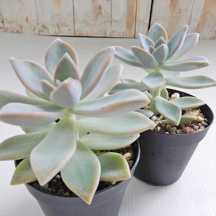 多肉植物。 桜牡丹。抜き苗 多肉植物 桜牡丹 子苗抜き苗全部 - メルカリ