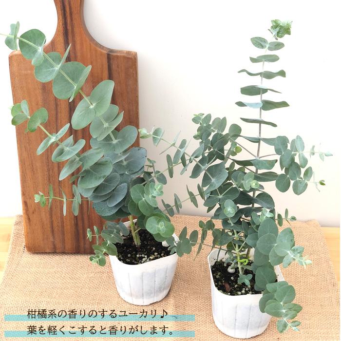 ユーカリ ベイビーブルー 9cmポット 観葉植物 ハーブ シンボルツリー インテリア おしゃれ Herb Z フラワーネット日本花キ流通 通販 Yahoo ショッピング