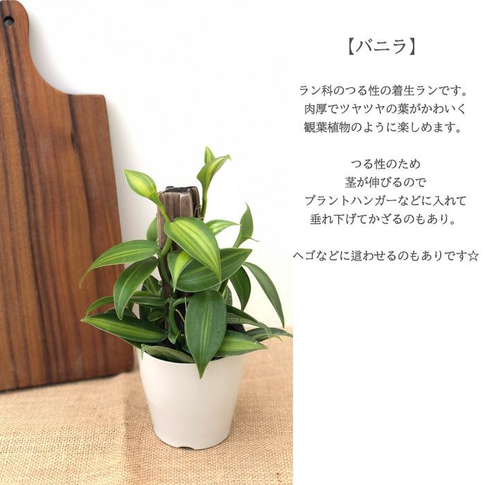 バニラ 3 5号鉢 観葉植物 蘭 ラン バニラビーンズ つる性 インテリア おしゃれ Z フラワーネット日本花キ流通 通販 Yahoo ショッピング