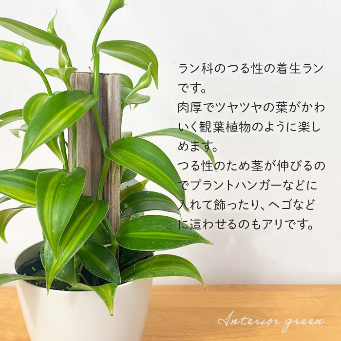 日本花キ流通 観葉植物 バニラ 3.5号鉢 蘭 ラン バニラビーンズ つる性