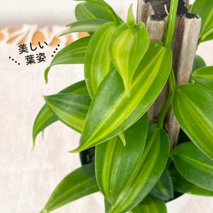 日本花キ流通 観葉植物 バニラ 3.5号鉢 蘭 ラン バニラビーンズ つる性