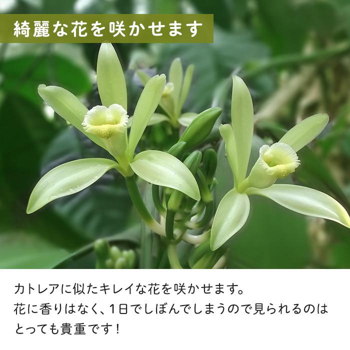 日本花キ流通 観葉植物 バニラ 3.5号鉢 蘭 ラン バニラビーンズ つる性