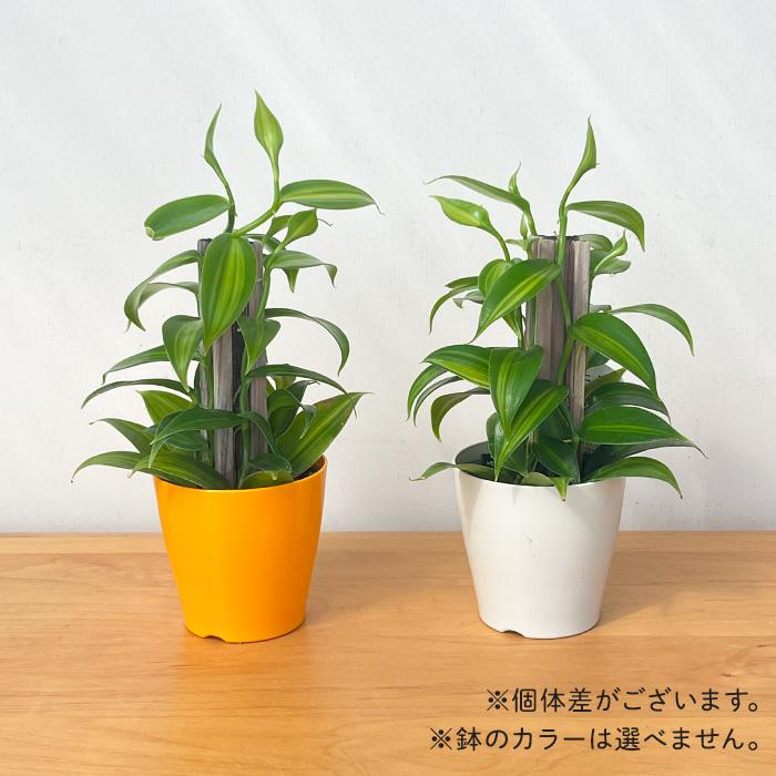 日本花キ流通 観葉植物 バニラ 3.5号鉢 蘭 ラン バニラビーンズ つる性
