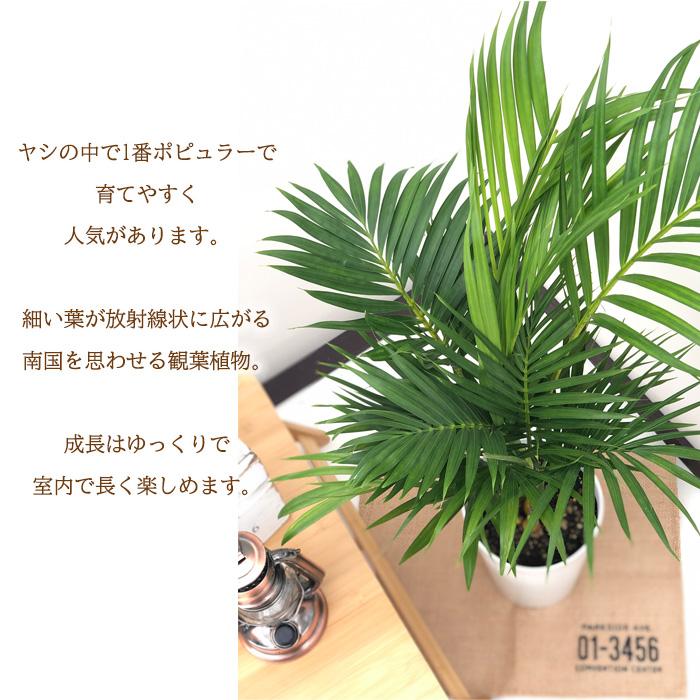 日本花キ流通 観葉植物 アレカヤシ 6号鉢 ヤシ 送料無料 室内