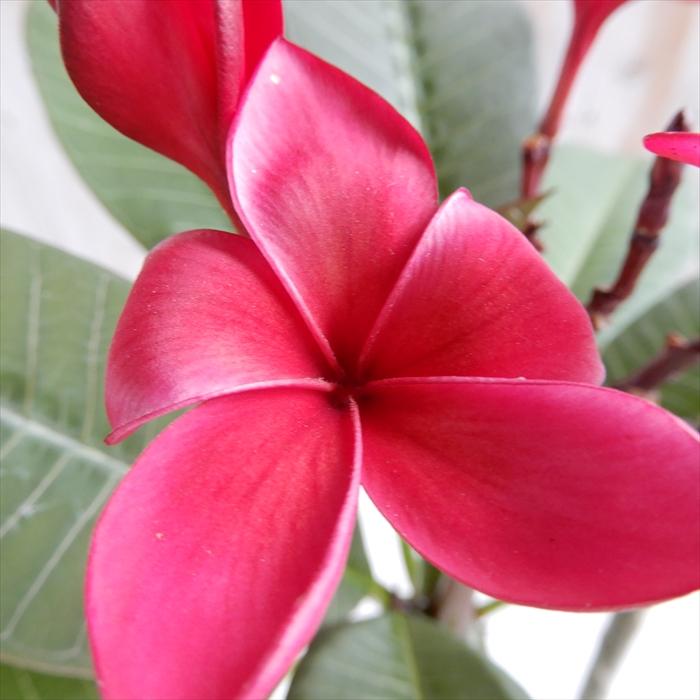 プルメリア カーディナル Cardinal キョウチクトウ科 熱帯植物 5号鉢 Z フラワーネット日本花キ流通 通販 Yahoo ショッピング