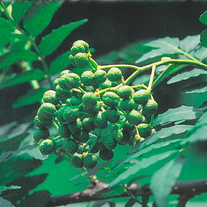 朝倉山椒 朝倉さんしょう 10 5cmポット 接ぎ木苗 山椒 苗 庭木 果樹 さんしょう サンショウ ハーブ 実 Z フラワーネット日本花キ流通 通販 Yahoo ショッピング