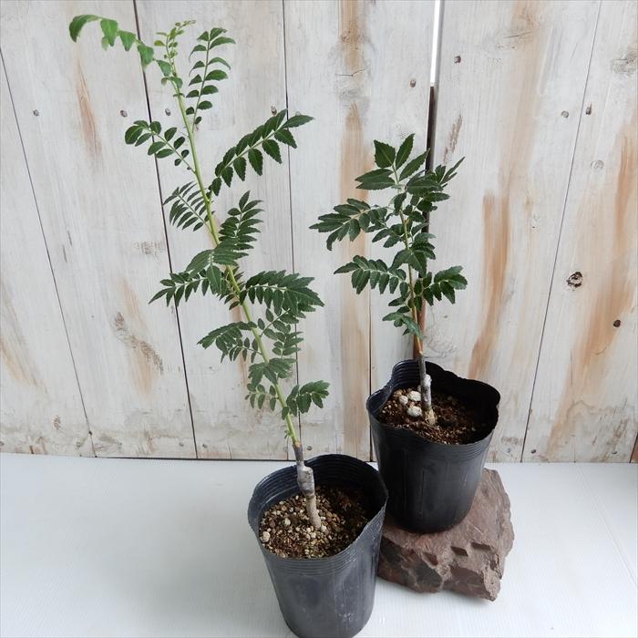 朝倉山椒 朝倉さんしょう 10 5cmポット 接ぎ木苗 山椒 苗 庭木 果樹 さんしょう サンショウ ハーブ 実 Z フラワーネット日本花キ流通 通販 Yahoo ショッピング
