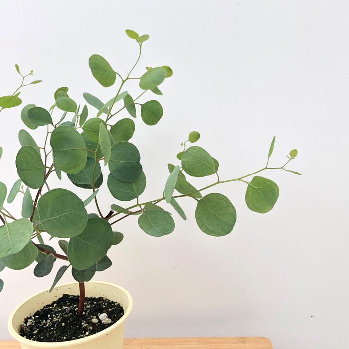 ユーカリさま　3苗 flower-net_z200619201