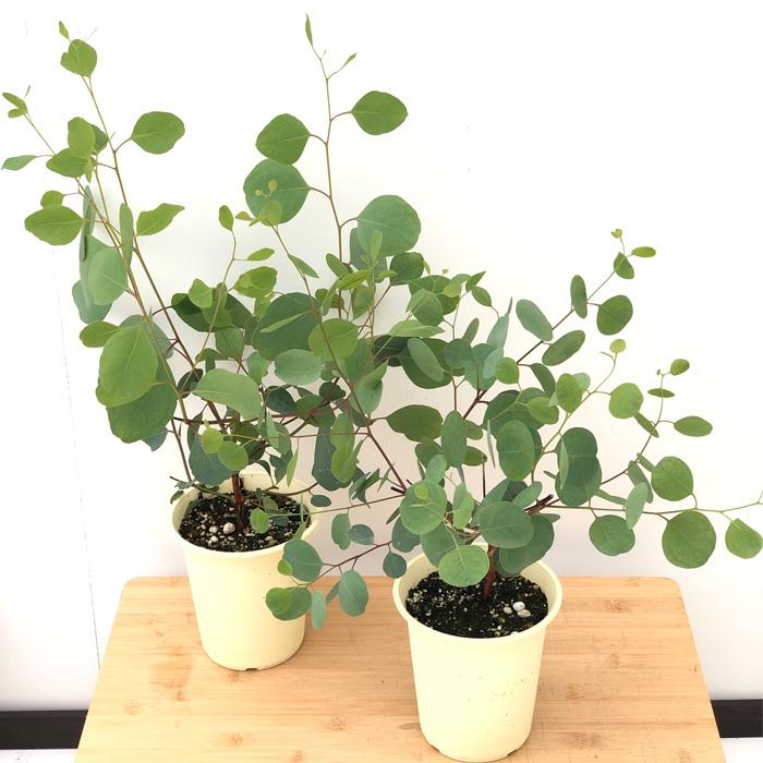 10号鉢 DIY・工具・ガーデン ユーカリポポラス 丸葉の種 支柱仕立て