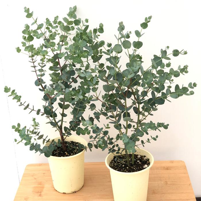 ユーカリ グーニー 4号鉢 グニー 苗 観葉植物 ハーブ 常緑高木 インテリア おしゃれ Herb Z フラワーネット日本花キ流通 通販 Yahoo ショッピング