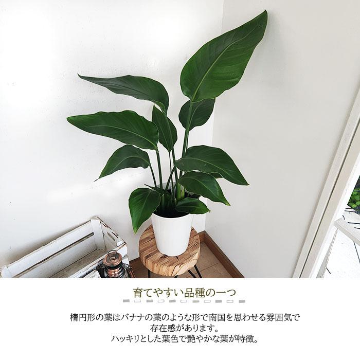 日本花キ流通 観葉植物 ストレリチア オーガスタ 6号鉢 ストレチア