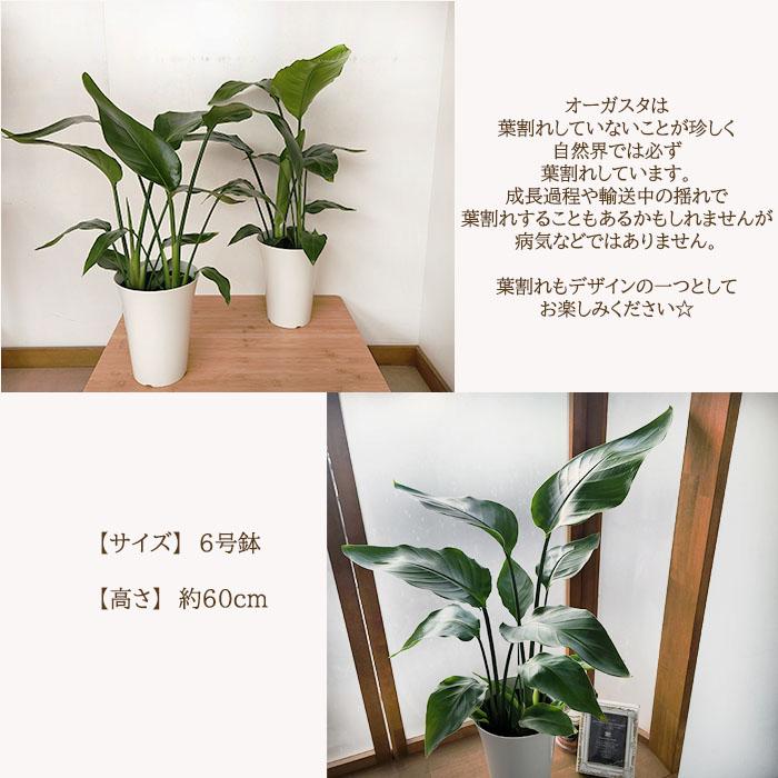 日本花キ流通 観葉植物 ストレリチア オーガスタ 6号鉢