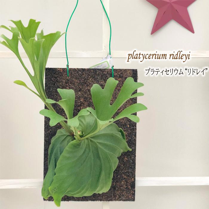 コウモリラン リドレイ プラティセリウム ビカクシダ 現品販売0623 03 観葉植物 おしゃれ インテリア Z フラワーネット日本花キ流通 通販 Yahoo ショッピング