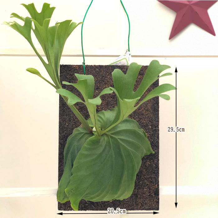 コウモリラン リドレイ プラティセリウム ビカクシダ 現品販売0623 03 観葉植物 おしゃれ インテリア Z フラワーネット日本花キ流通 通販 Yahoo ショッピング