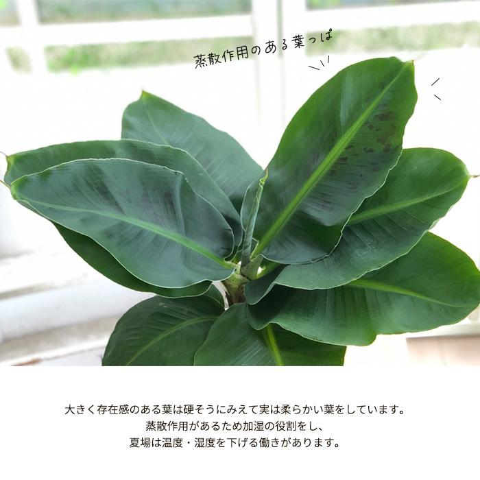 斑入り バナナ 6寸＊同梱推奨商品