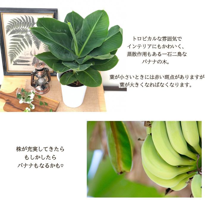 バナナの木 サンジャクバナナ 6号鉢 送料無料 バナナ 観葉植物 おしゃれ インテリア Z フラワーネット日本花キ流通 通販 Yahoo ショッピング