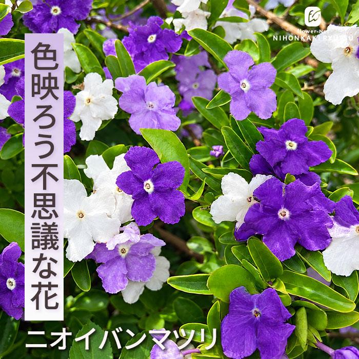 日本花キ流通 ニオイバンマツリ 10.5cmポット 匂い蕃茉莉 ブルン