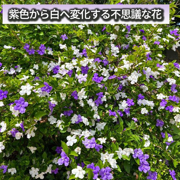 日本花キ流通 ニオイバンマツリ 10.5cmポット 匂い蕃茉莉 ブルン