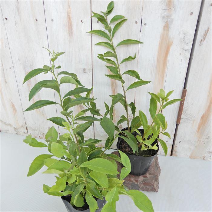 日本花キ流通 予約販売 ニオイバンマツリ 10.5cmポット ブルン