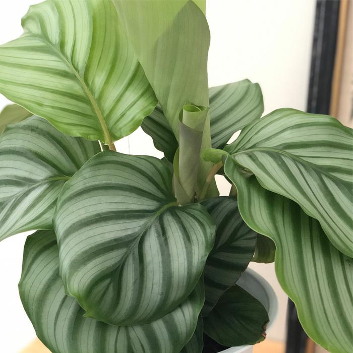 カラテア オルビフォリア 6号鉢 送料無料 観葉植物 インテリア おしゃれ Z フラワーネット日本花キ流通 通販 Yahoo ショッピング