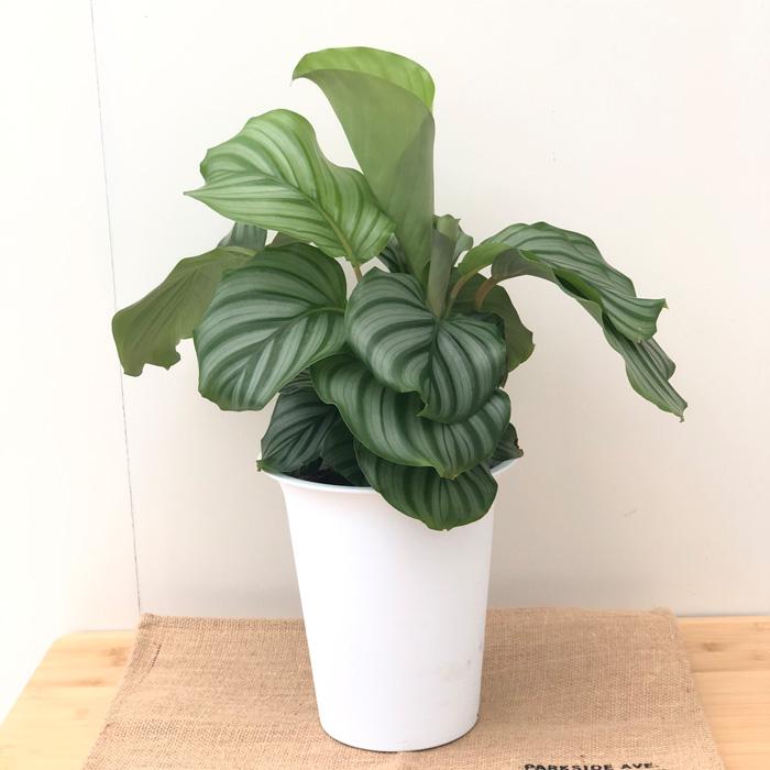 カラテア オルビフォリア 6号鉢 送料無料 観葉植物 インテリア おしゃれ Z フラワーネット日本花キ流通 通販 Yahoo ショッピング