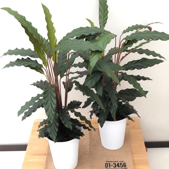 カラテア ルフィバルバ 6号鉢 送料無料 観葉植物 インテリア おしゃれ Z フラワーネット日本花キ流通 通販 Yahoo ショッピング