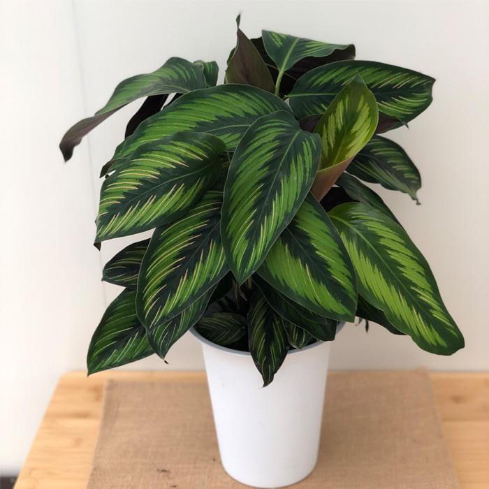 カラテア ビューティースター 6号鉢 ビューティフルスター 送料無料 観葉植物 インテリア おしゃれ Z フラワーネット日本花キ流通 通販 Yahoo ショッピング