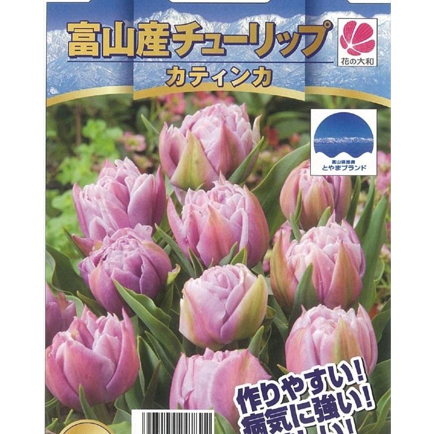 花の大和 球根 きゅうこん 富山のチューリップ カティンカ 3球 Z フラワーネット日本花キ流通 通販 Yahoo ショッピング
