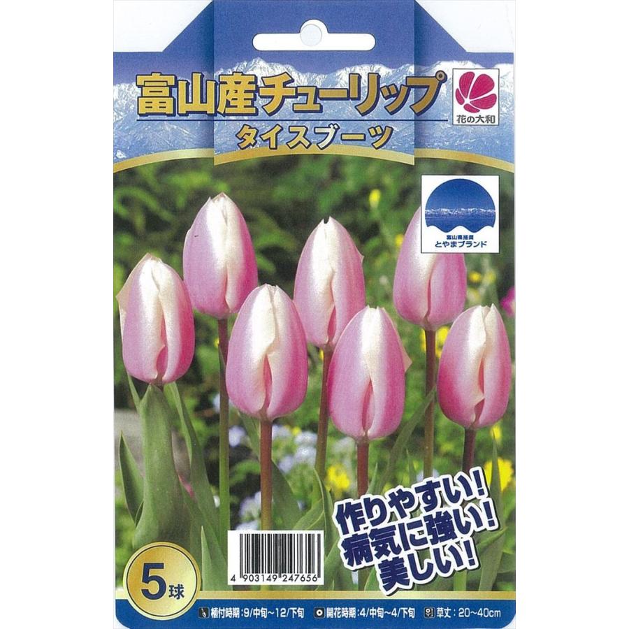 チューリップ 球根 ピンクダイアモンド