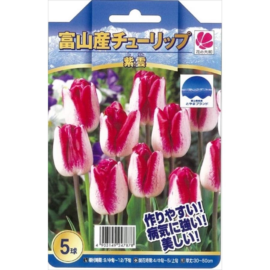 花の大和 球根 きゅうこん 富山のチューリップ 紫雲 しうん 5球 Z フラワーネット日本花キ流通 通販 Yahoo ショッピング