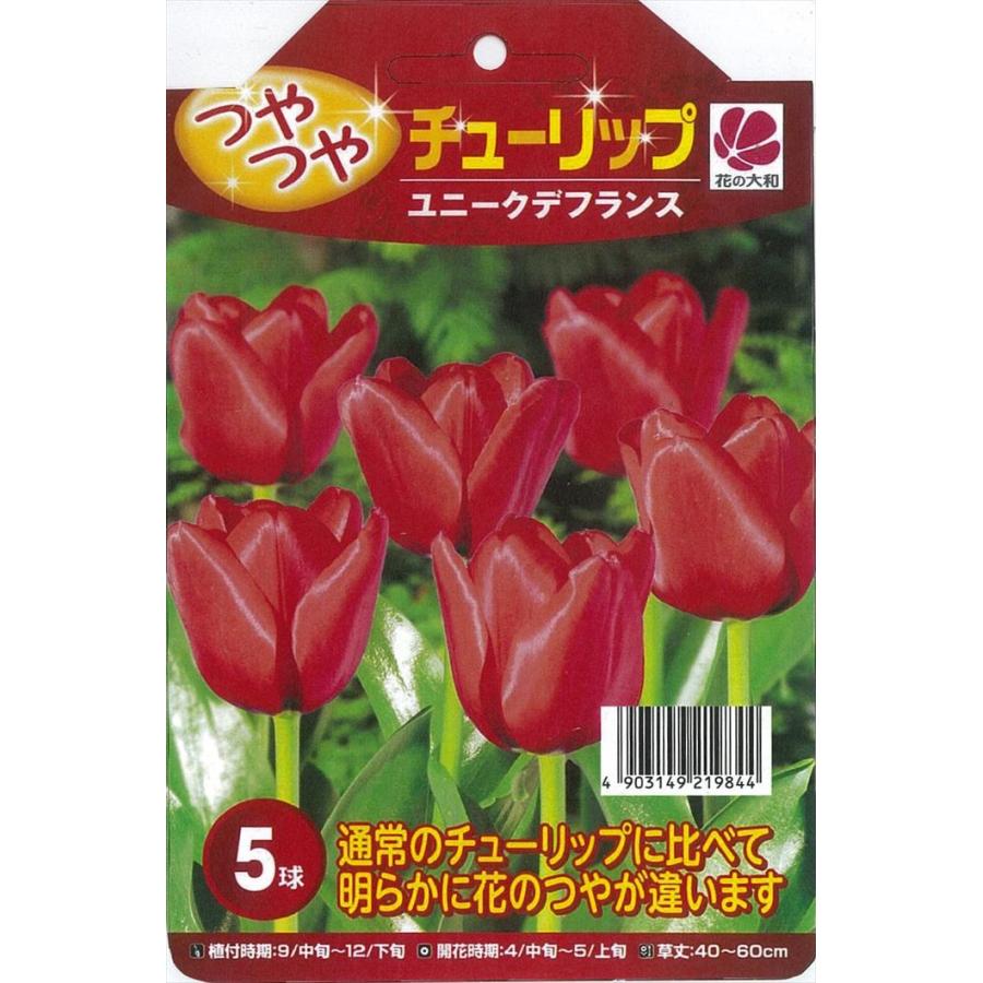 予約販売 花の大和 球根 つやつやチューリップ ユニークデフランス 5球 Z フラワーネット日本花キ流通 通販 Yahoo ショッピング