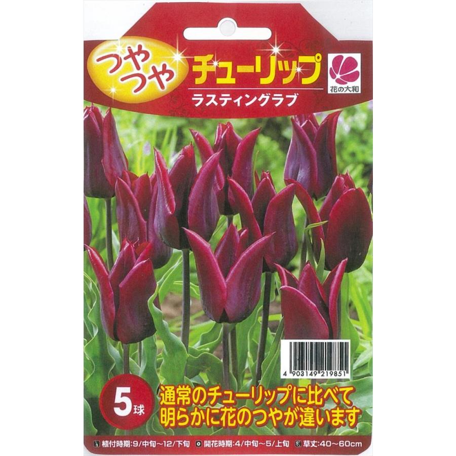 予約販売 花の大和 球根 きゅうこん つやつやチューリップ ラスティングラブ 5球 10月中旬以降発送 Z フラワーネット日本花キ流通 通販 Yahoo ショッピング