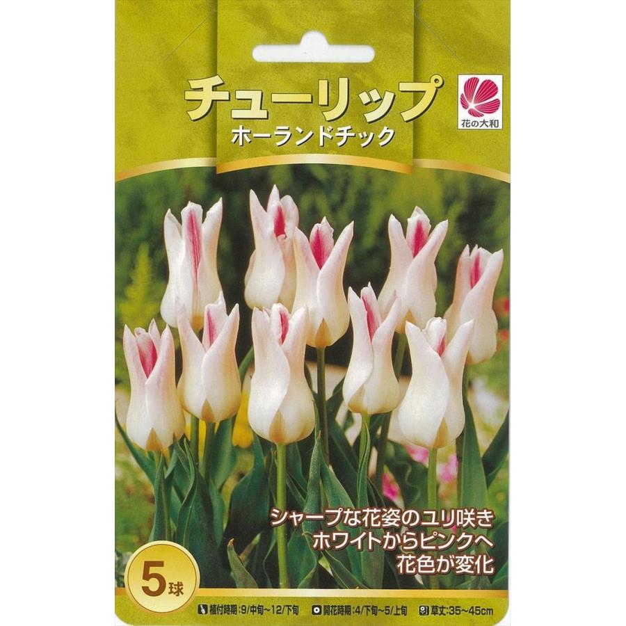 花の大和 球根 人気のチューリップ ホーランドチック 5球 hyk