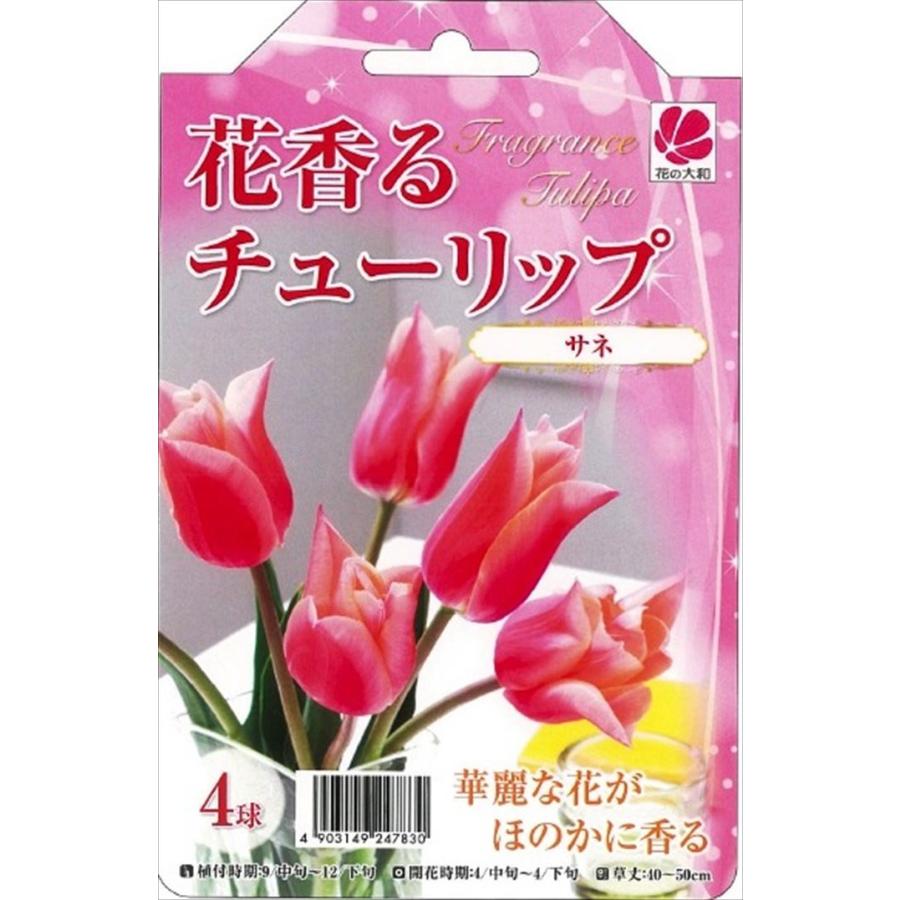 花の大和 球根 花香るチューリップ サネ 4球 hyk : フラワー 花の大和 球根 花香るチューリップ サネ 4球 hyk : フラワー