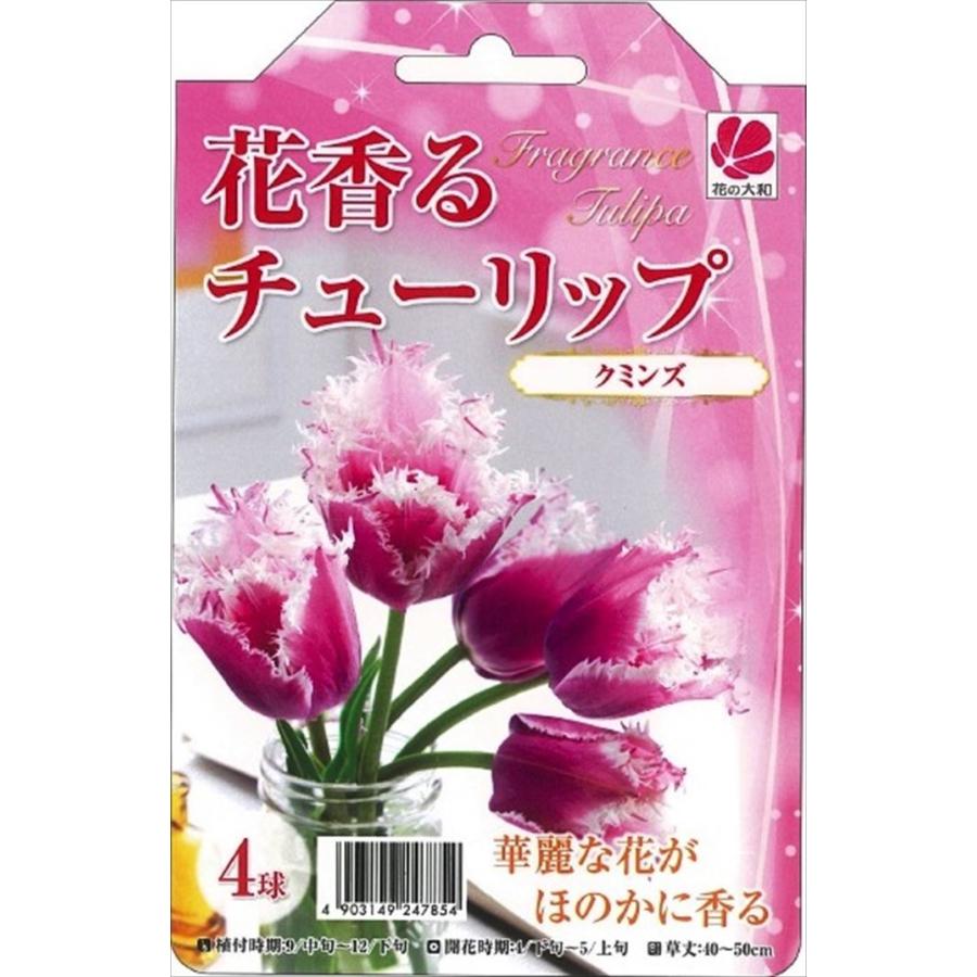 予約販売 花の大和 球根 花香るチューリップ クミンズ 4球 10月中旬以降発送 Z フラワーネット日本花キ流通 通販 Yahoo ショッピング