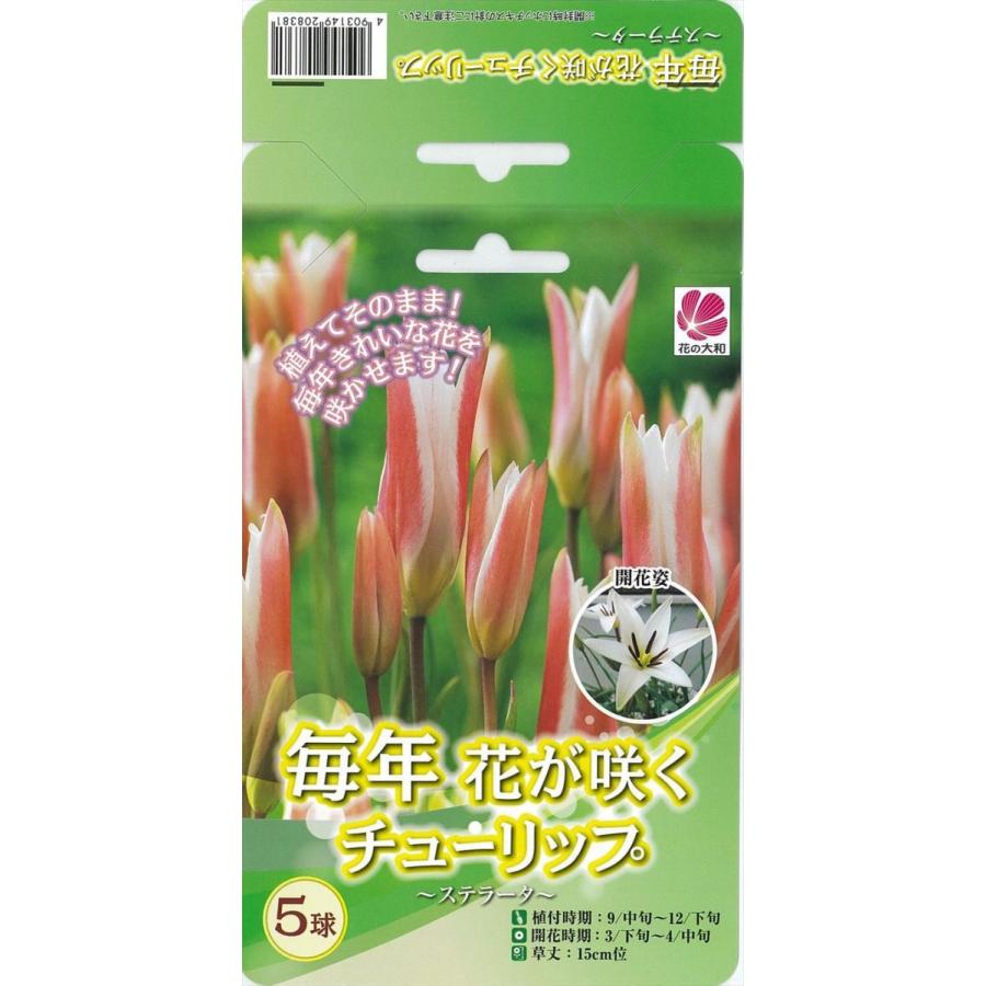 予約販売 花の大和 球根 毎年花が咲くチューリップ ステラータ 5球 Z フラワーネット日本花キ流通 通販 Yahoo ショッピング