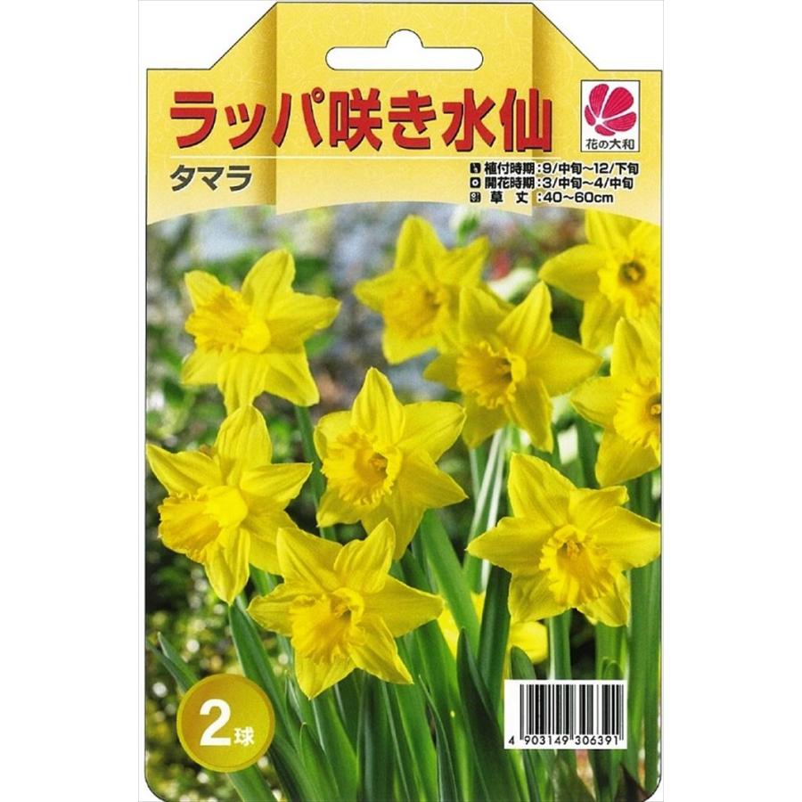 予約販売 花の大和 球根 きゅうこん 水仙 ラッパ咲き タマラ 2球 10月中旬以降発送 Z フラワーネット日本花キ流通 通販 Yahoo ショッピング