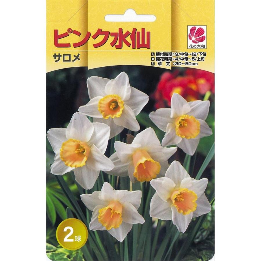 予約販売 花の大和 球根 きゅうこん 水仙 ピンク水仙 サロメ 2球 10月中旬以降発送 Z フラワーネット日本花キ流通 通販 Yahoo ショッピング