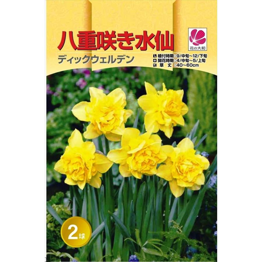予約販売 花の大和 球根 水仙 八重咲き ディックウェルデン 2球 hyk 10