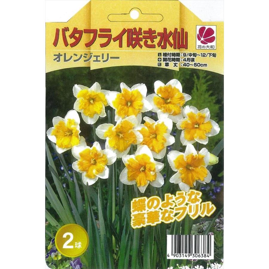 予約販売 花の大和 球根 水仙 バタフライ咲き オレンジェリー 2球 hyk