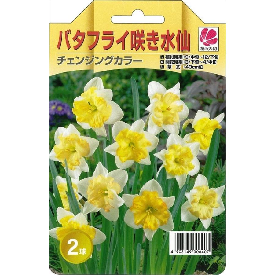 花の大和 球根 水仙 バタフライ咲き チェンジングカラー 2球 hyk