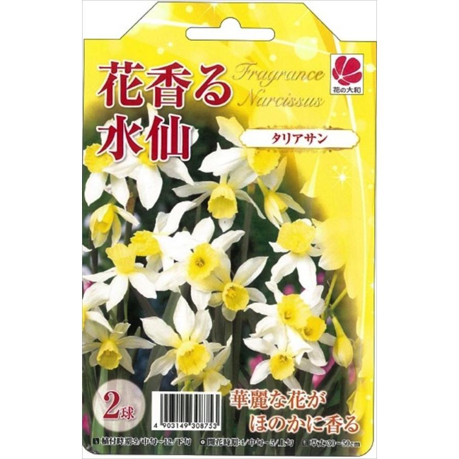 予約販売 花の大和 球根 きゅうこん 水仙 花香る水仙 タリアサン 2球 10月中旬以降発送