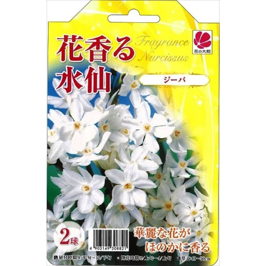 予約販売 花の大和 球根 きゅうこん 水仙 花香る水仙 ジーバ 2球 10月中旬以降発送 Z フラワーネット日本花キ流通 通販 Yahoo ショッピング