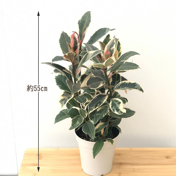 日本花キ流通 観葉植物 フィカス バンビーノ ティネケ ゴムの木 5号鉢