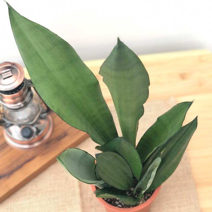 サンスベリア ムーンシャイン 4号鉢 観葉植物 サンセベリア インテリア おしゃれ Z フラワーネット日本花キ流通 通販 Yahoo ショッピング