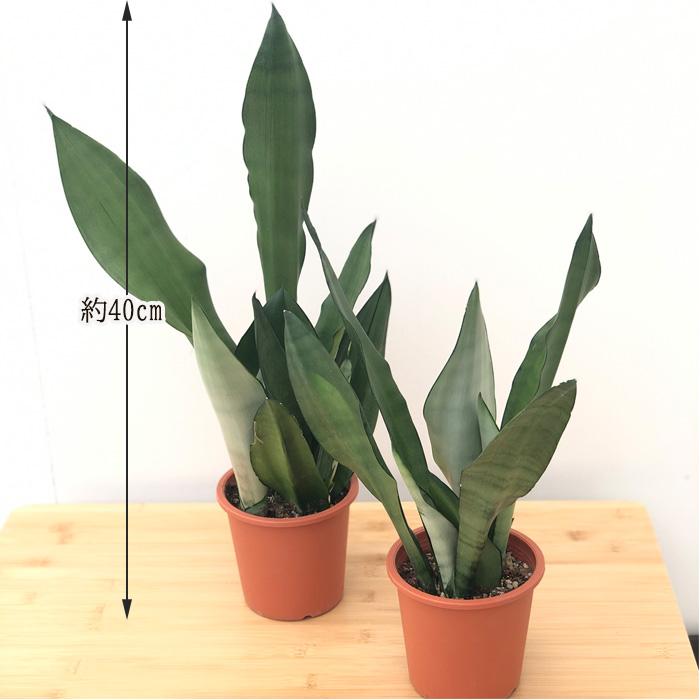 サンスベリア ムーンシャイン 4号鉢 観葉植物 サンセベリア インテリア おしゃれ Z フラワーネット日本花キ流通 通販 Yahoo ショッピング