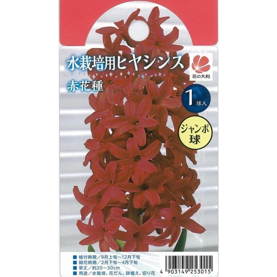 予約販売 花の大和 球根 水栽培用ヒヤシンス ジャンボ球 赤花種 1球 Z フラワーネット日本花キ流通 通販 Yahoo ショッピング